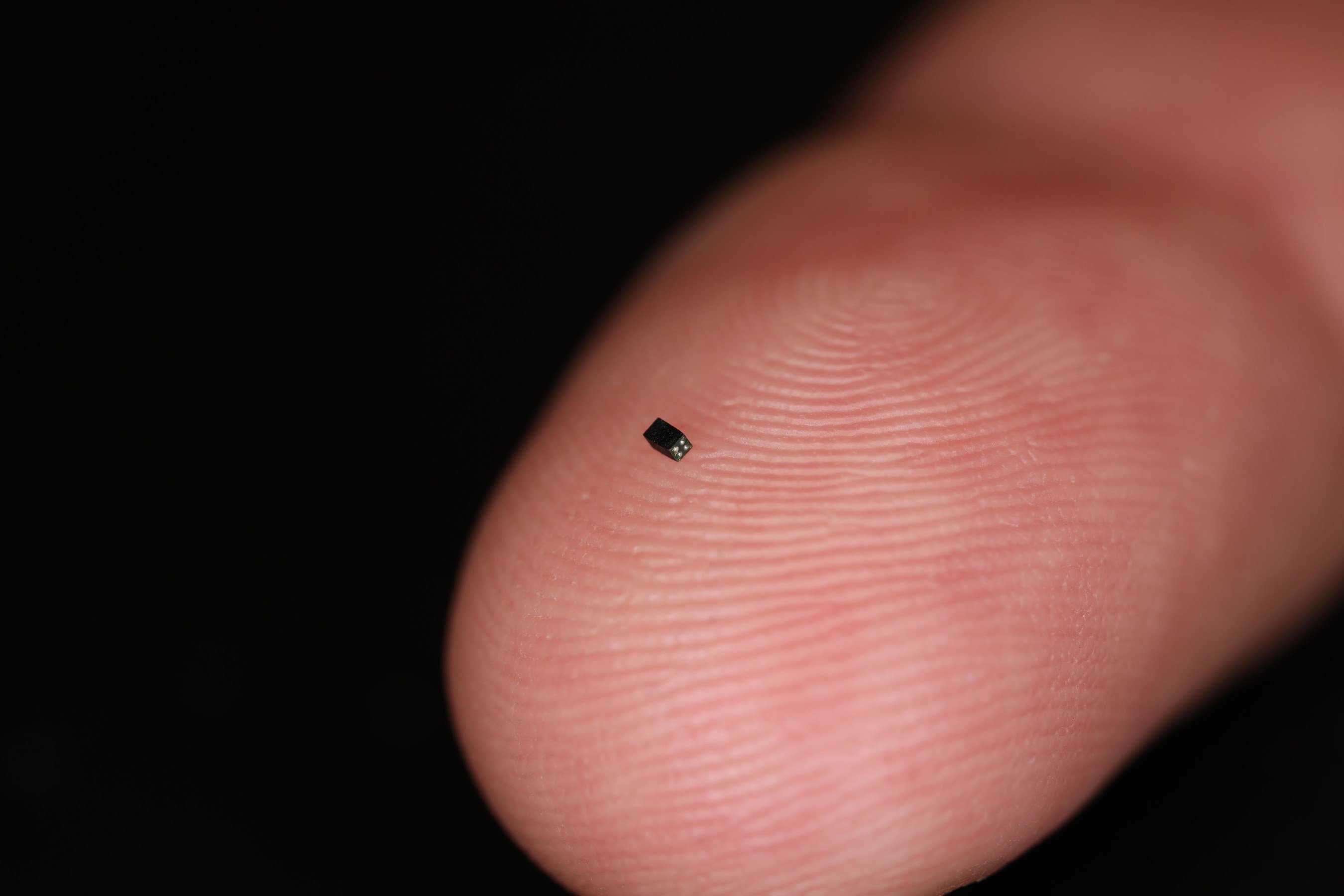 the smallest insect in the world