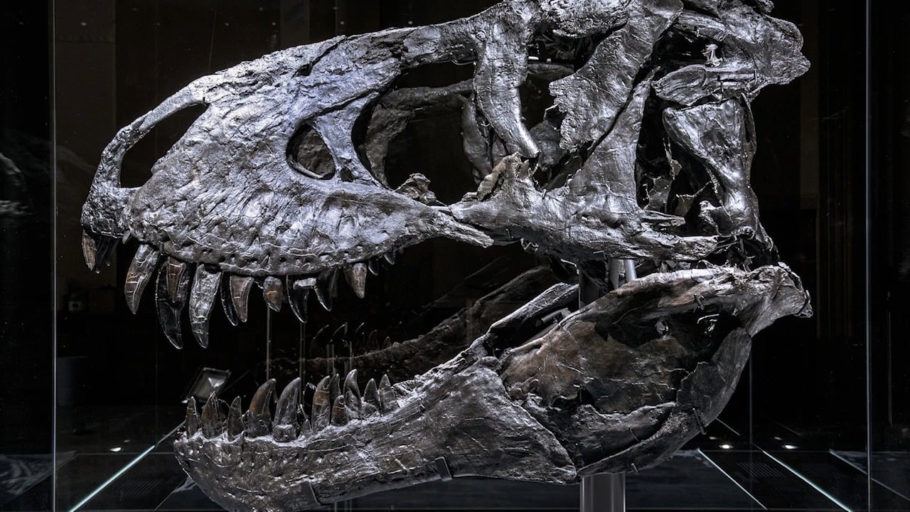 What a Tyrannosaurus Rex Skull Tells Us About Its Intelligence