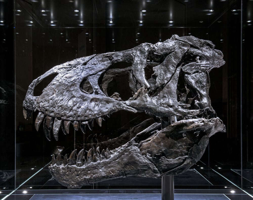 What a Tyrannosaurus Rex Skull Tells Us About Its Intelligence