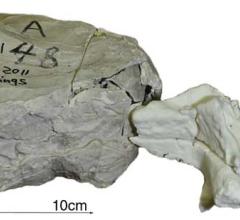 CT systems dinosaur fossils 3-D printers