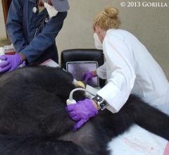 Gorilla Doctors Ultrasound System Toshiba America Medical Systems Viamo