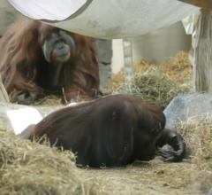 Virginia Zoo, Sentara Heart Hospital, orangutans, ultrasound