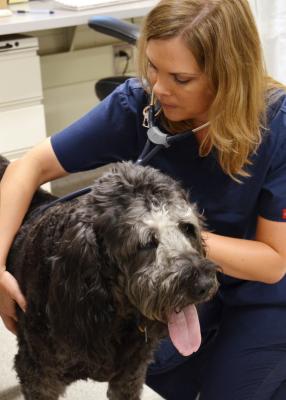 Veterinarians Use Nanoparticles To Deliver Cancer Treatment In Dogs Cats Imaging Technology News