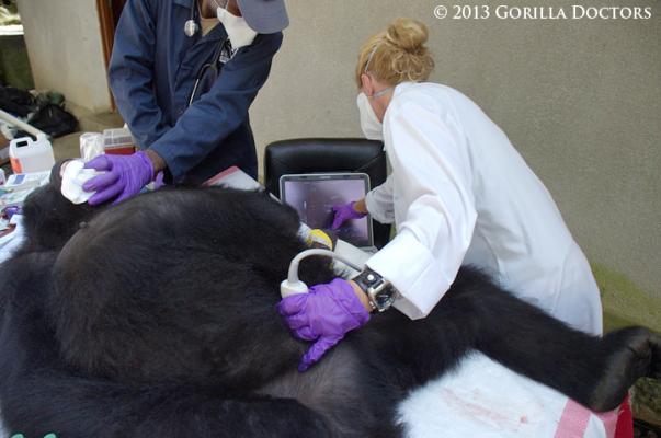 Gorilla Doctors Ultrasound System Toshiba America Medical Systems Viamo