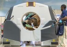 Black Rhinoceros at Brookfield Zoo Undergoes Portable CT Scan