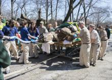  Layla Rhinoceros Sedated